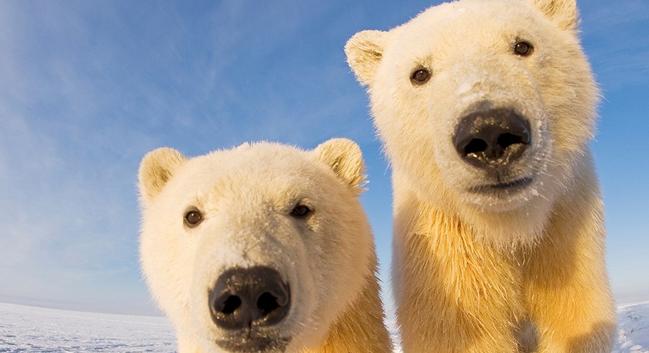 A tale of two bears in a changing Arctic - WWF Arctic