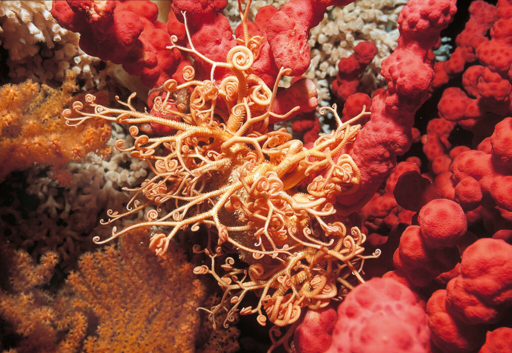 Orange cold water coral reef