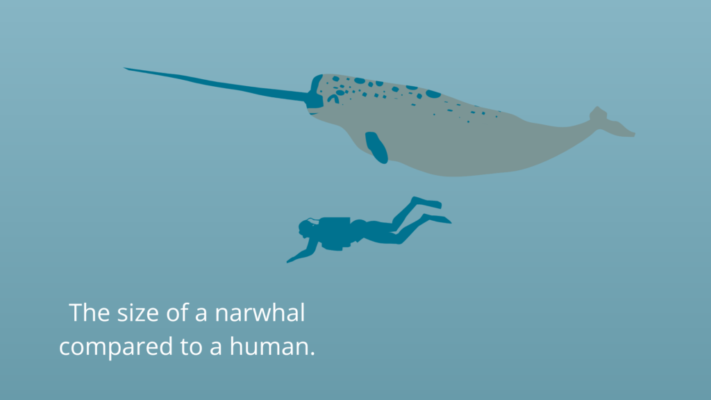 Illustration of a narwhal compared to the size of a human.
