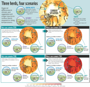 Infographic showing predictions for three caribou herds. Best-case scenario 2050: Central Arctic herd: 4% increase Bathurst herd: 45% decrease Taimyr herd: 30% decrease. Worst-case scenario 2050. Central Arctic herd: 25% decrease Bathurst herd: 50% decrease Taimyr herd: More than 40% decrease. Best-case scenario 2100. Central Arctic herd: More than 35% decrease. Bathurst herd: Almost 40% decrease. Taimyr herd: More than 25% decrease. Worst-case scenario 2100. Central Arctic herd: Almost 50% decrease. Bathurst herd: Almost 85% decrease. Taimyr herd: More than 95% decrease.
