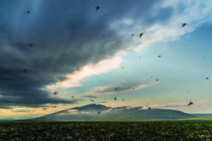 Mosquitoes swarm above a field of cottongrass