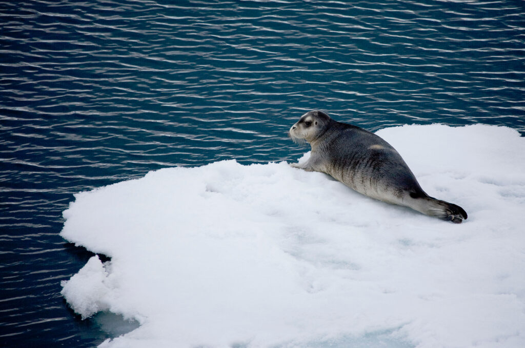 Long bearded seal on drifting ice.