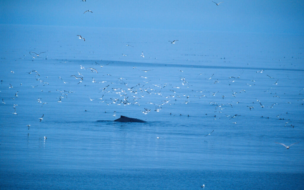 Humpback whale in the water with a large flock of seabirds