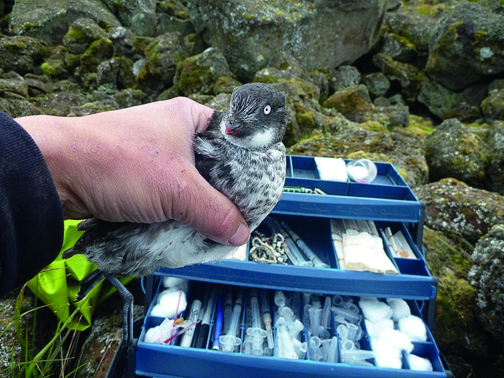 A hand holding a least auklet, a white and grey small bird with white, round eyes. Some research exipement is visible in the background