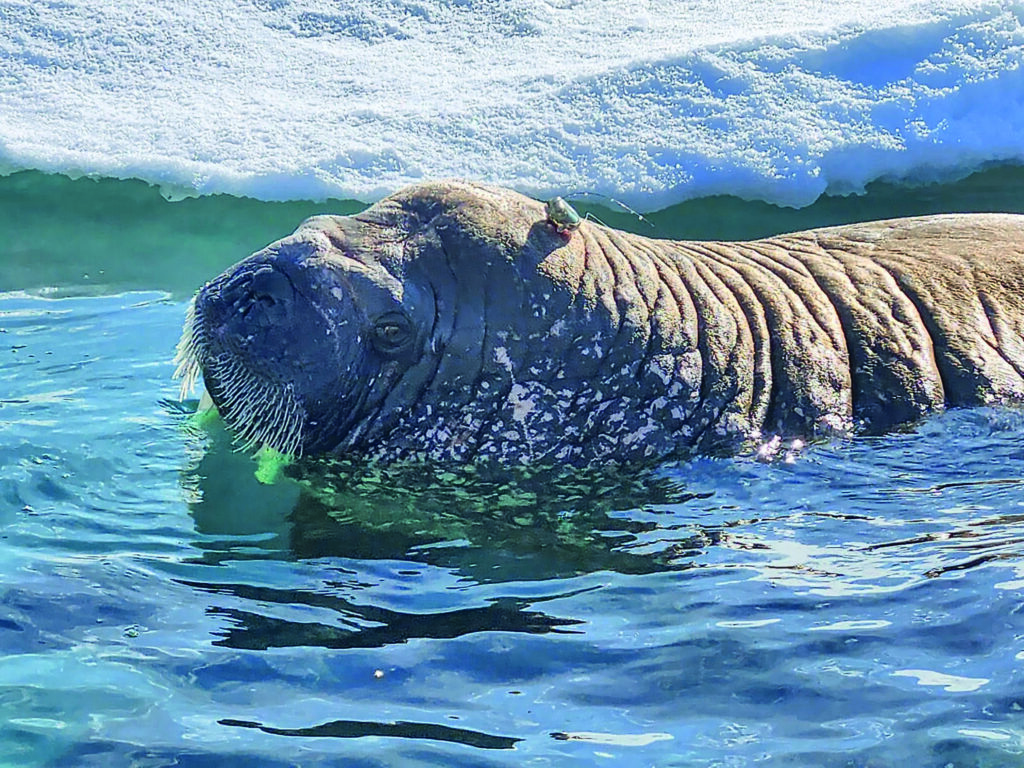 Walrus in the water with an electronic tag on the back of it's head