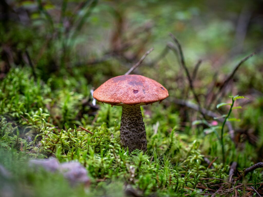 A boletus mushroom growing in the forest