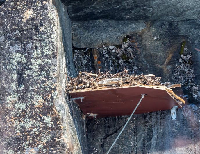 A platform built in on a high cliff with equipped with a stabilised surface. On the surface are sticks adapted for a nest.