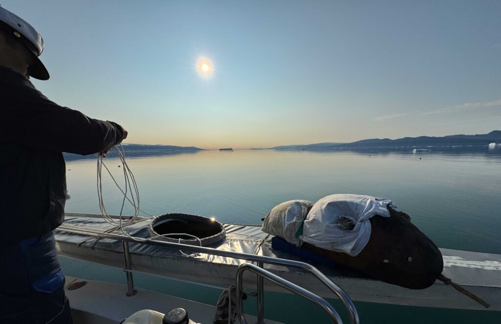Man preparing equipment and kayak for narwhal hunting. Open sea in sunny weather.